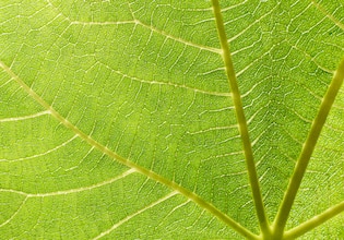 leaf textures